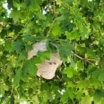 Bald Face Hornets Nest-2