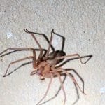 In case you don't know what a Brown Recluse spider looks like. Notice the "violin/fiddle" shape on its head.