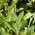 Wasp Nest August 2024-16 Large