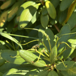 Wasp Nest August 2024-4 Large