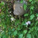 Yellow Jacket Nest-1