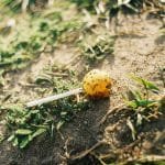 jana-shnipelson-oRVaGBVkAR4-unsplash