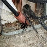 spider-black-widow-1