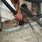 spider-black-widow-1